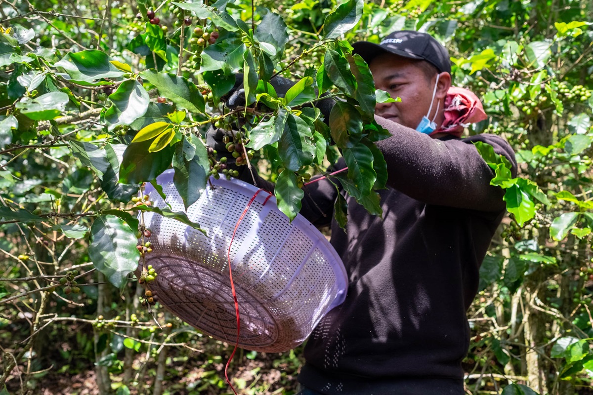 sběr kavových třešní